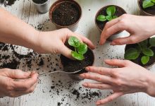 ۷ دلیل که باعث توقف رشد گیاه آپارتمانی می‌شود – NiLO PLanTs