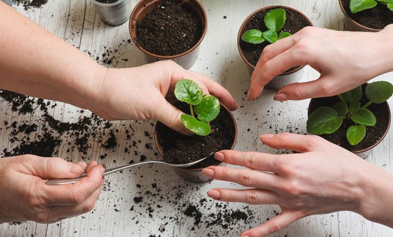۷ دلیل که باعث توقف رشد گیاه آپارتمانی میشود – NiLO PLanTs