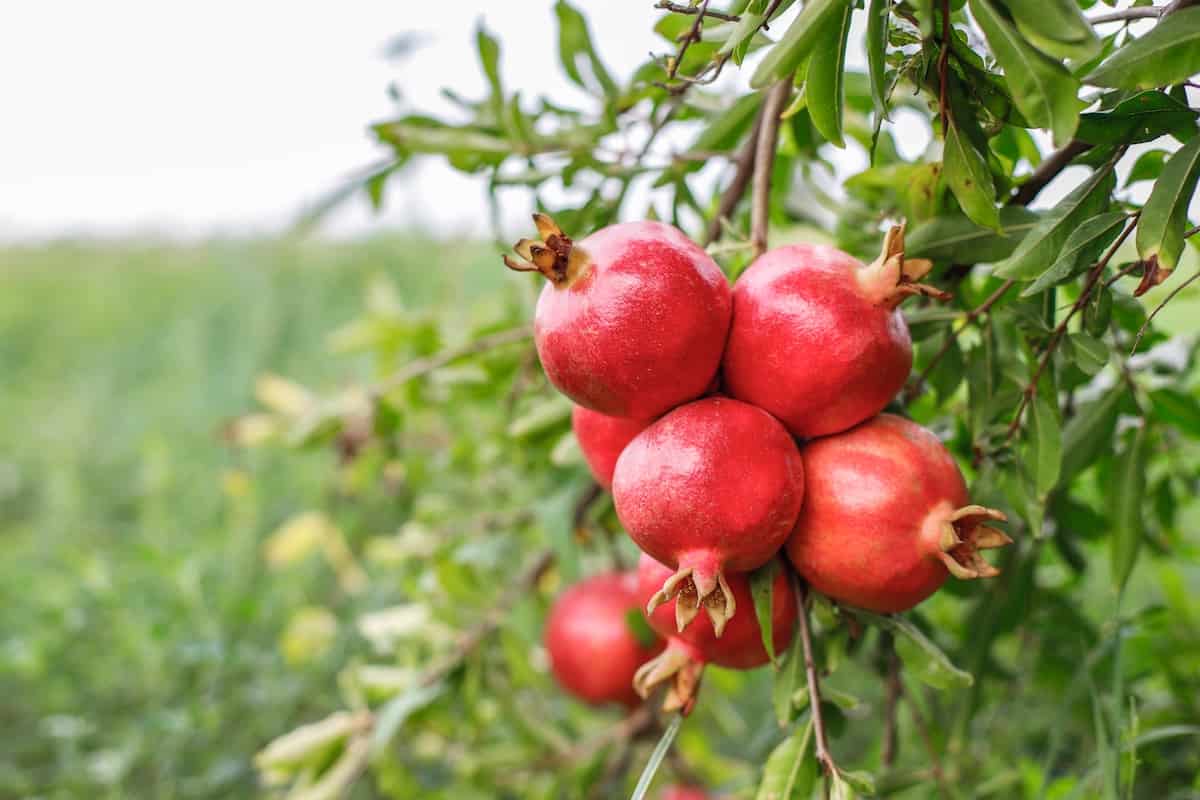 مزایای پوست انار