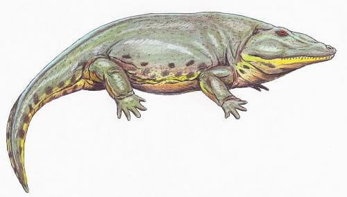 دوزیستان (2)