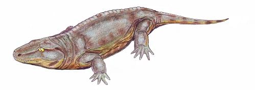 دوزیستان (4)